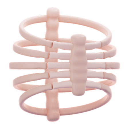 Human Rib Bone  3D Icon