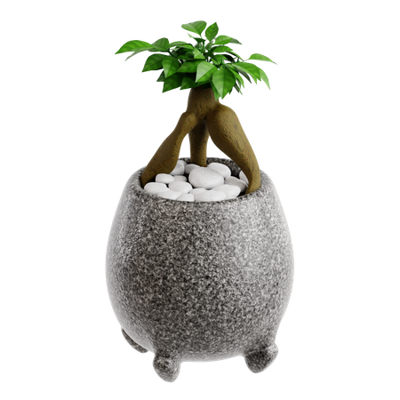 Tumbas ficus bonsai  3D Icon