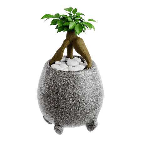 Tumbas ficus bonsai  3D Icon