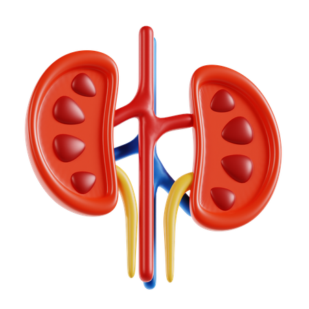 Kidney  3D Icon