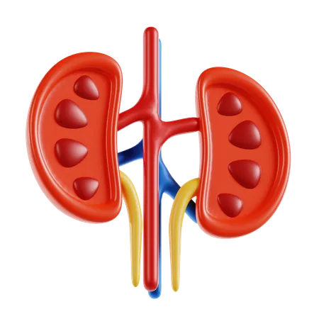 Kidney  3D Icon