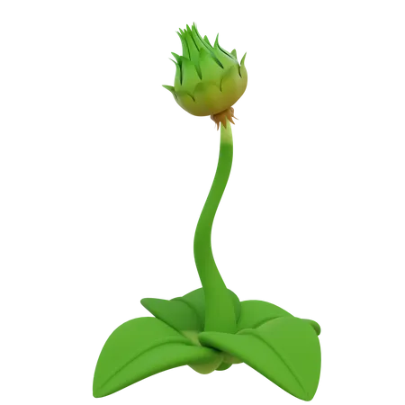 Kuncup Flower  3D Icon