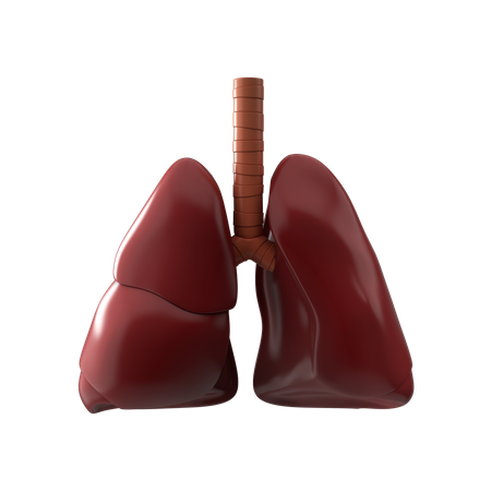 Lungs  3D Icon