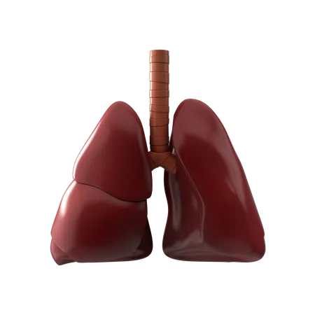 Lungs  3D Icon