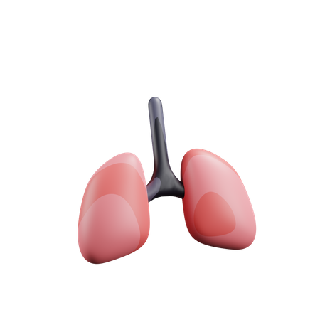 Lungs  3D Illustration