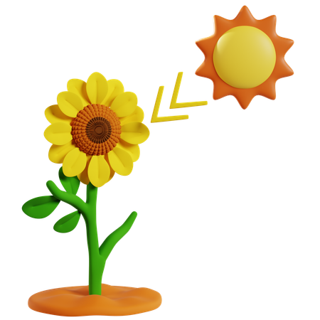 Photosynthesis in Sunflower for Energy Production  3D Icon