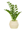 Plant Pot