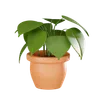 Plant Pot