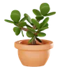 Plant Pot