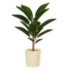 Plant Pot