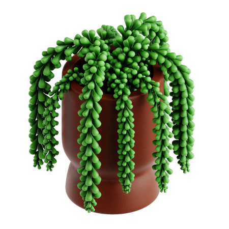 Planta cola de burro  3D Icon