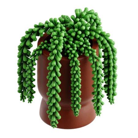 Planta cola de burro  3D Icon