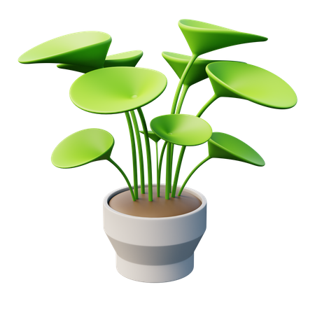 Planta de dinero china  3D Icon