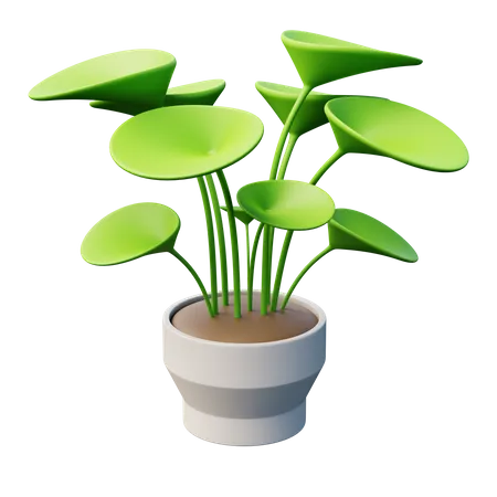 Planta de dinero china  3D Icon