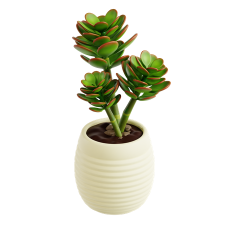 Planta de jade  3D Icon