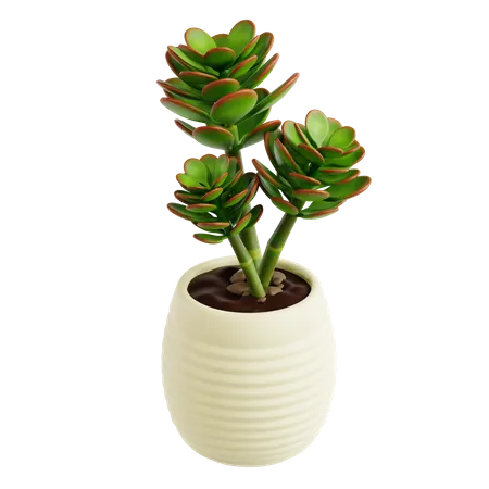 Planta de jade  3D Icon