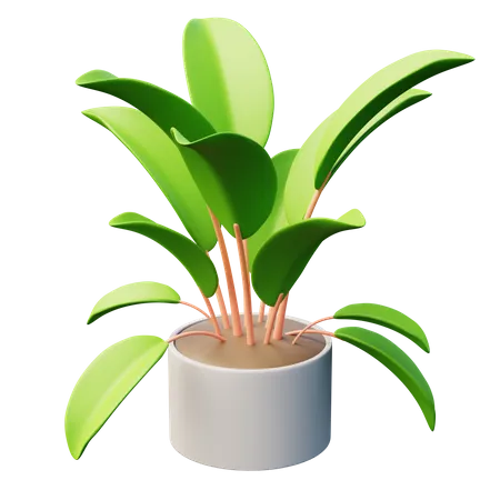 Planta de seringueira  3D Icon