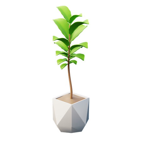 Planta de figo com folha de violino  3D Icon