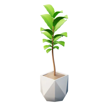 Planta de figo com folha de violino  3D Icon