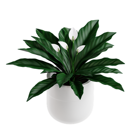 Planta de lirio de paz  3D Icon