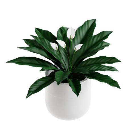 Planta de lirio de paz  3D Icon