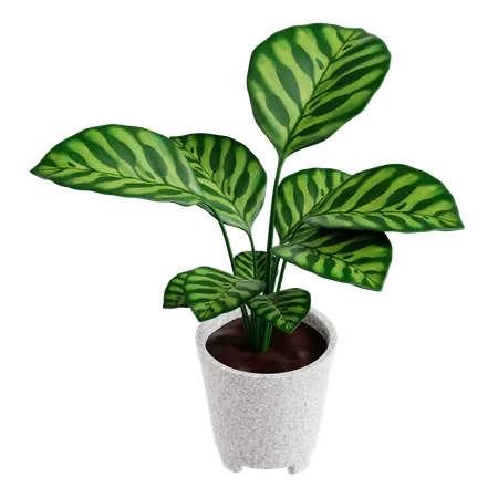 Plante de paon  3D Icon