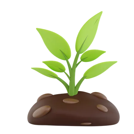 Plants  3D Icon