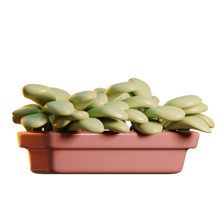 Plants  3D Icon