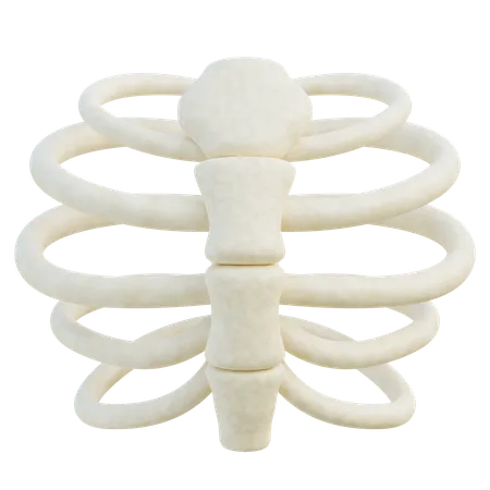 Rib Cage  3D Icon