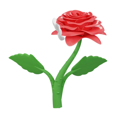 Rose  3D Icon