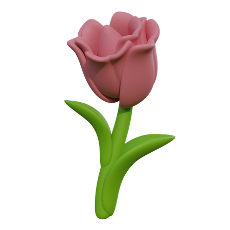 Tulip  3D Icon