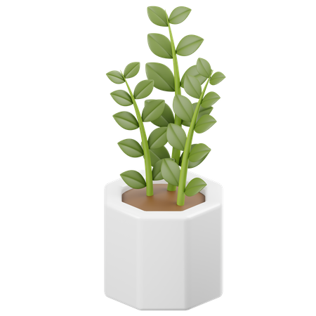 Zamioculcas zamiifolia planta  3D Icon