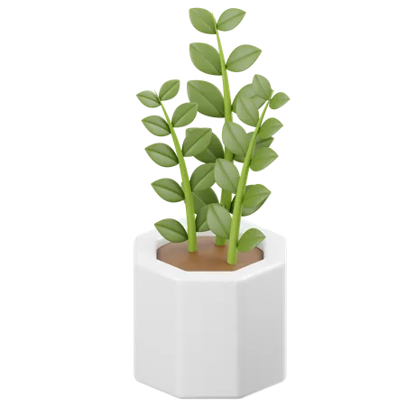 Zamioculcas zamiifolia planta  3D Icon