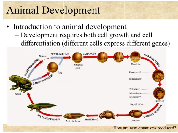 Animal Development