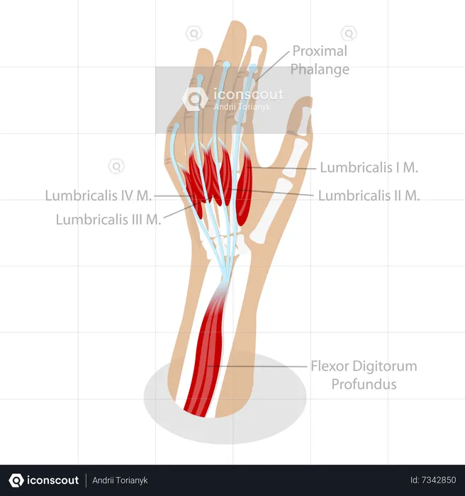 Anatomía del sistema muscular  Ilustración