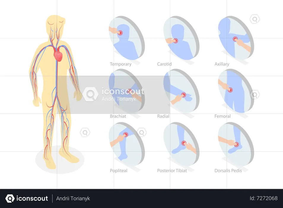 Système cardiovasculaire  Illustration