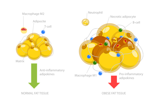 Adipoce Tissue  Illustration