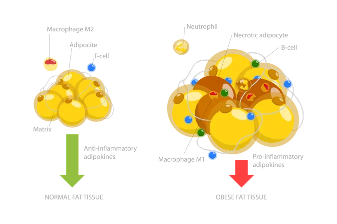 Adipoce Tissue  Illustration