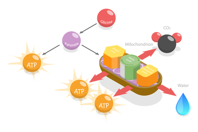 Aerobic Respiration  Illustration