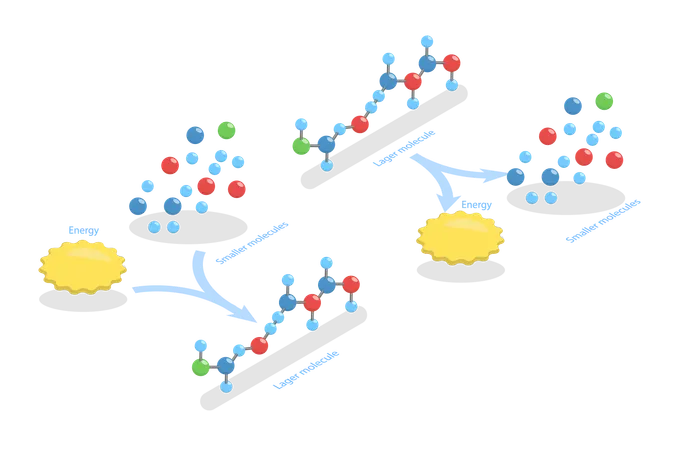 Anabolic Vs Catabolic Reaction  Illustration