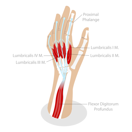 Anatomia do sistema muscular  Ilustração