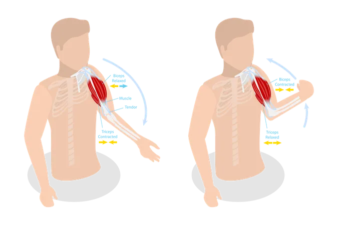 Anatomical Contracted And Relaxed Arm Muscular,  Illustration