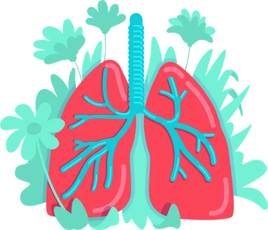 Anatomical lung  Illustration