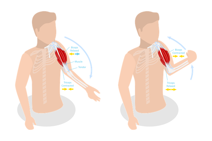 Anatómico Brazo Contraído Y Relajado Muscular,  Ilustración