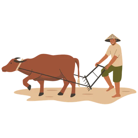 Asian farmer plowing rice field with buffalo  Illustration