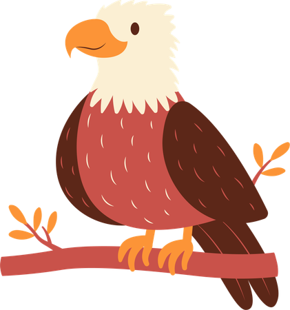 Bald Eagle  Illustration