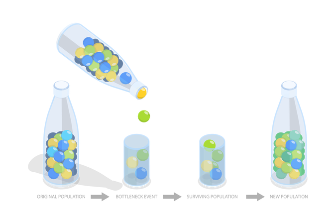 Bottleneck Effect and Population Impact  イラスト