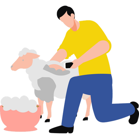 Boy shearing sheep  Illustration