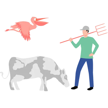 Boy standing front of cow with pitchfork  Illustration