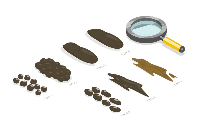 Bristol Stool Chart  Illustration